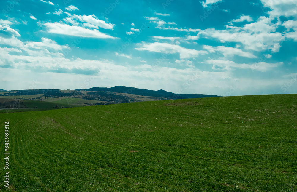 Classic rural landscape.Wheat field against a blue sky