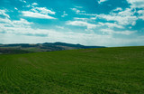 Classic rural landscape.Wheat field against a blue sky