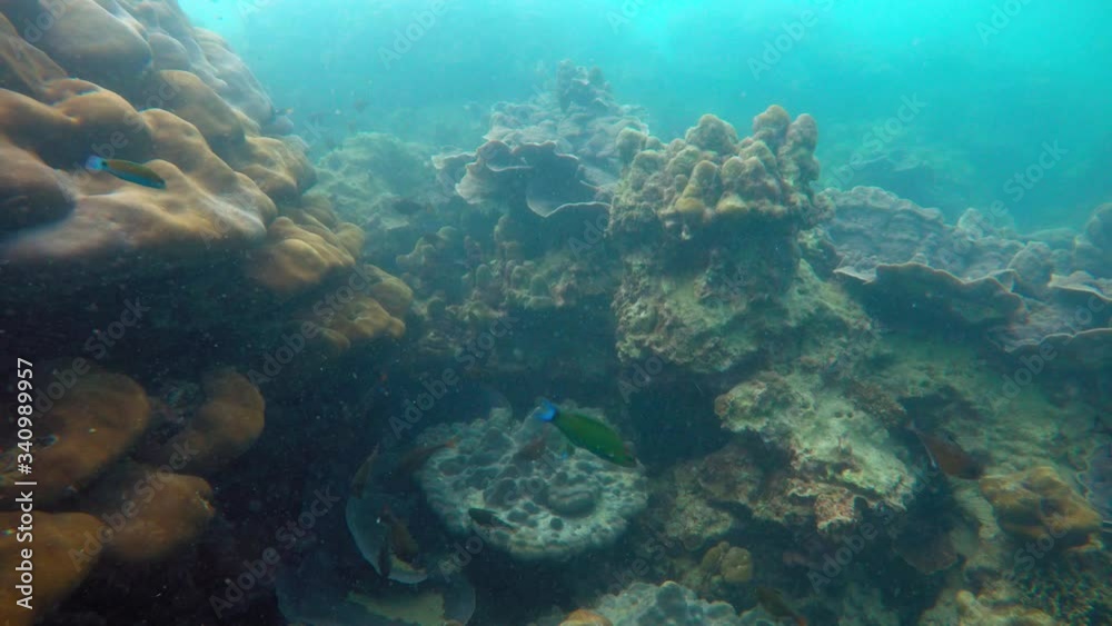 Multiple colorful fish swim among a huge and diverse coral reef in clear, blue water. Multiple colorful fish swim among a huge and diverse coral reef in clear, blue water.