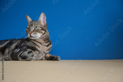 Fototapeta Naklejka Na Ścianę i Meble -  Studio shot portrait of a cat sitting on a blue and yellow background