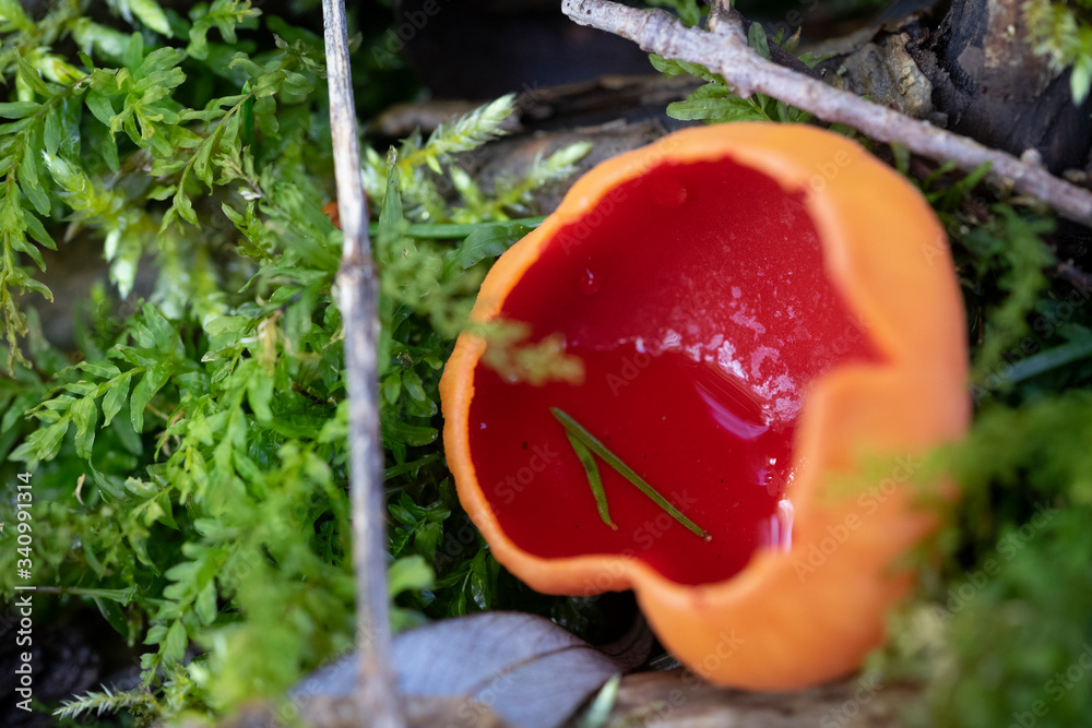 Scharlachroter Kelchbecherling (Rotes Zwergenhaferl) Scharlachroter Kelchbecherling (Rotes Zwergenhaferl)