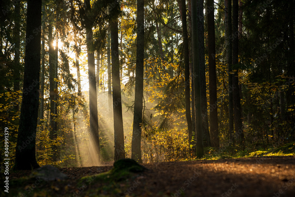 Sunbeams breaking through the trees of the dense forest in Upplands Väsby near Stockholm, Sweden.