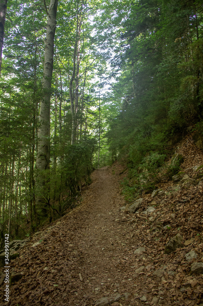Natural way into the forest. Dirt road going through a forest in summer. Natural way into the forest. Dirt road going through a forest in summer.