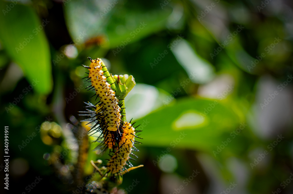 Atala caterpillars