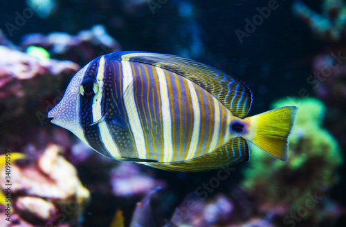 Tropical Yellow And Blue Striped Fish Swiming In Coral Reef.