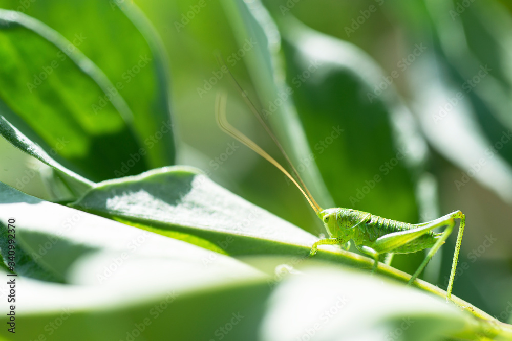 close up insect (green grasshoper) standing on a leaf
close up insect (green grasshoper) standing on a leaf