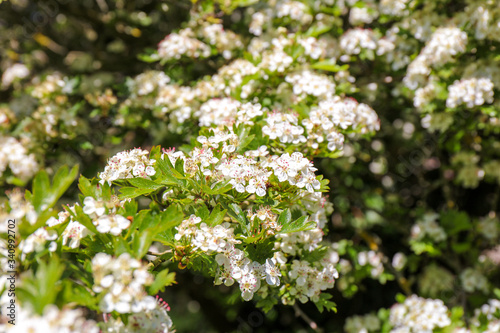 Close-up of the flowers in bloom during springtime. Midland hawthorn (Crataegus laevigata).