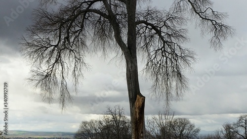 misty morning in the forest