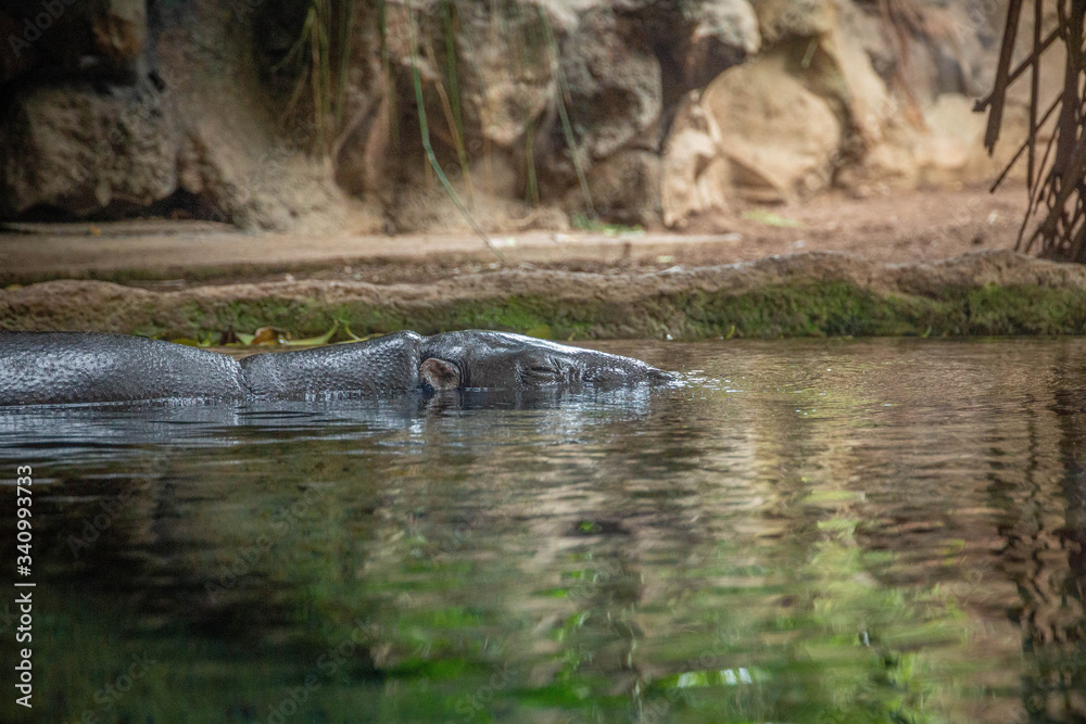 A hippopotamus hides in the water in Loro Parque, Tenerife A hippopotamus hides in the water in Loro Parque, Tenerife