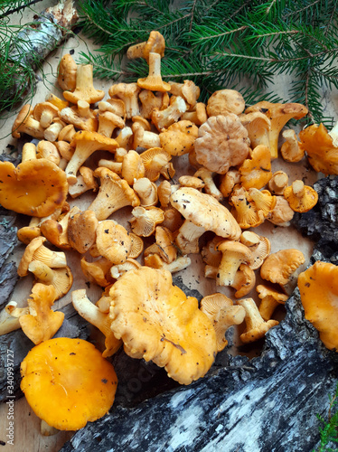 Fresh chanterelle mushrooms collected in the forest. Delicious forest mushrooms.
