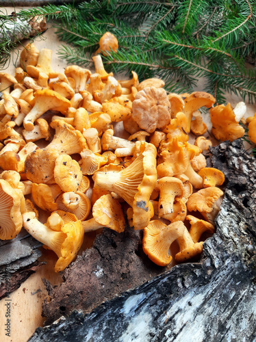 Fresh chanterelle mushrooms collected in the forest. Delicious forest mushrooms.