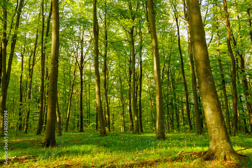 Fototapeta Naklejka Na Ścianę i Meble -  A beautiful spring forest with different trees
