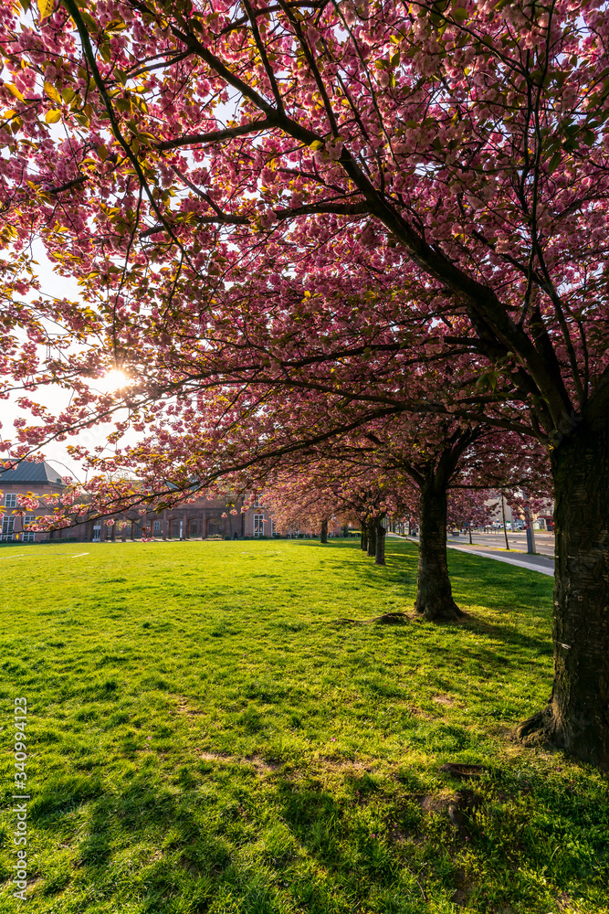 Pink cherry tree blooming in  Leipzig