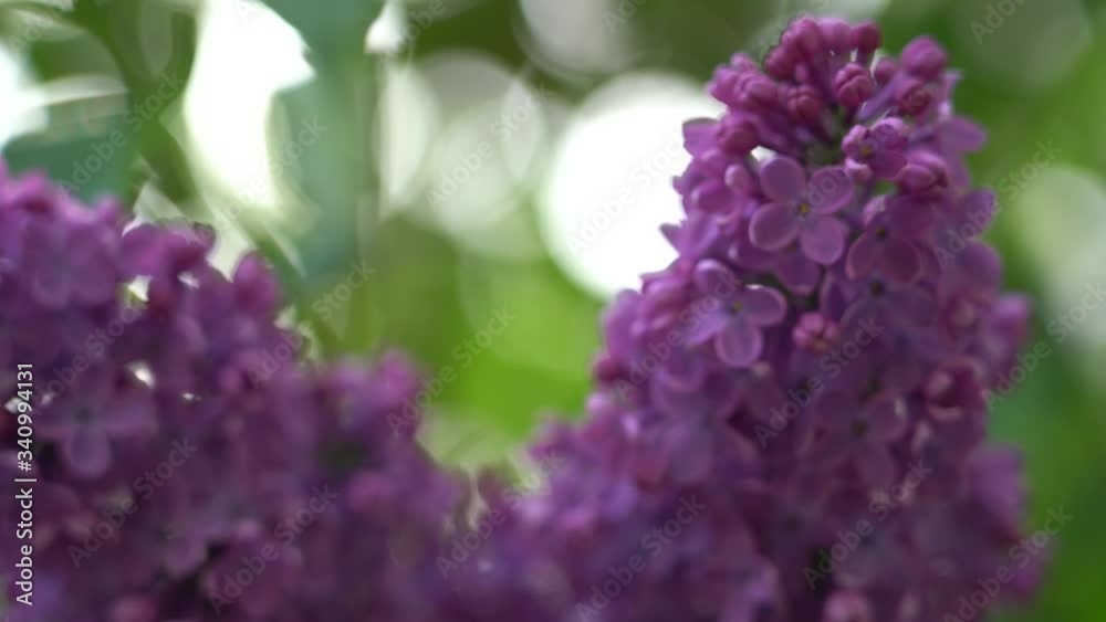 lilac flower petals in spring garden. 4K video.