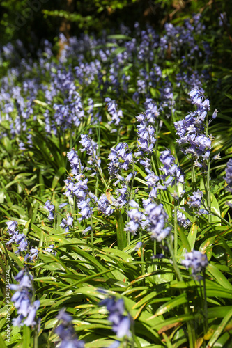Vertical picture of the Bluebell flowers (Hyacinthoides non-scripta) in springtime, focus on foreground