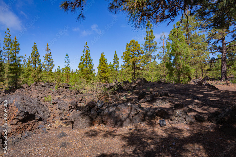 Huge pine trees in Tenerife Huge pine trees in Tenerife