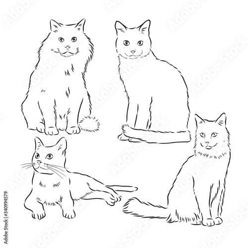 Cats set, vector illustration, hand-drawn cute fluffy cats. domestic cat set vector sketch illustration
