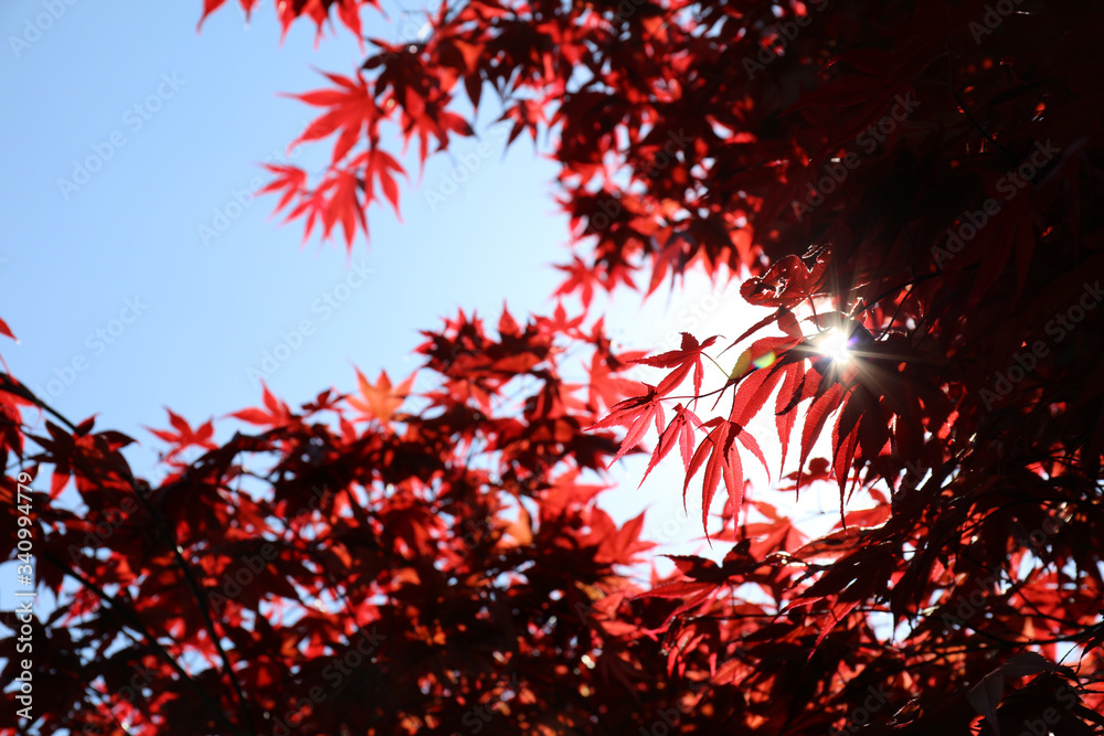 Red leaves of Red Japanese maple (Acer palmatum) whit blue sky Red leaves of Red Japanese maple (Acer palmatum) whit blue sky