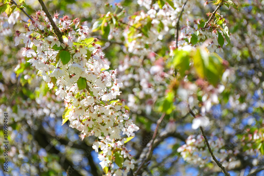 Close-up of the flowers in bloom during springtime. Midland hawthorn (Crataegus laevigata). Close-up of the flowers in bloom during springtime. Midland hawthorn (Crataegus laevigata).