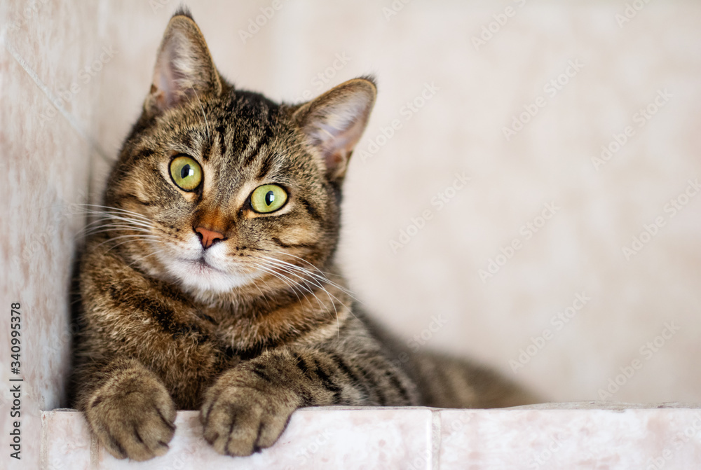 Striped purebred cat on a white background.