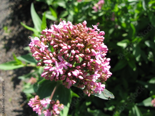 Blooming centranthus ruber (red valerian)plant in a garden