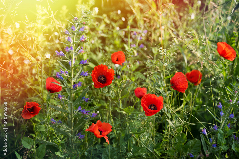 Fototapeta premium Bright red poppies in the meadow.