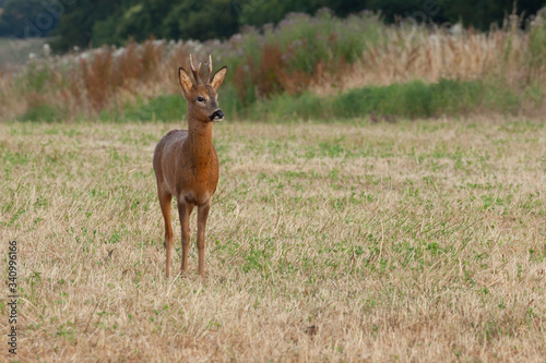 Fototapeta Naklejka Na Ścianę i Meble -  Young roe deer close up standing still