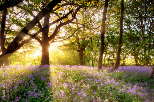 Amazing sunrise through bluebell forest photo