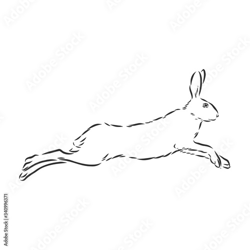 hare, doodle style sketch illustration hand drawn vector, hare vector sketch illustration photo