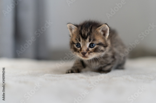 one small kitten crawls on a gray blanket for 14 days. Short coat.