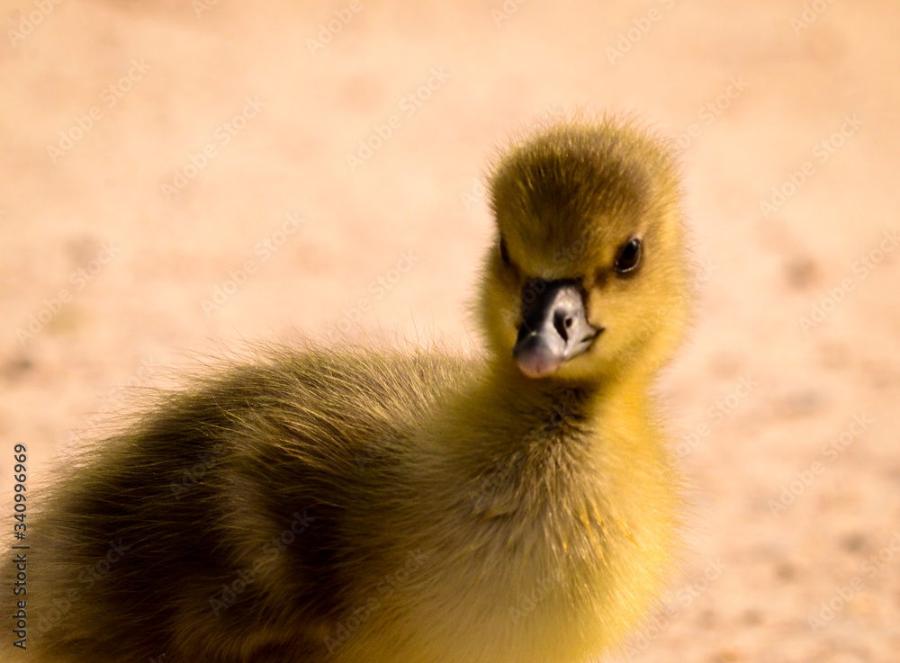 very close photo of newborn, cute, yellow fledgings of gooses