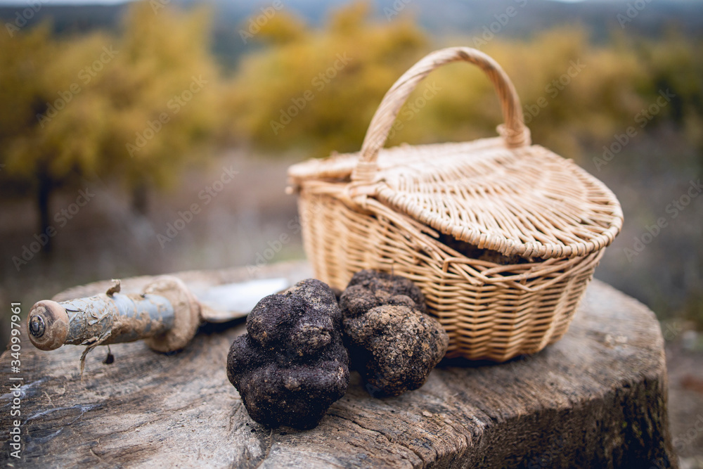 Obraz premium Basket with black truffles next to an oak field in the north of Spain.