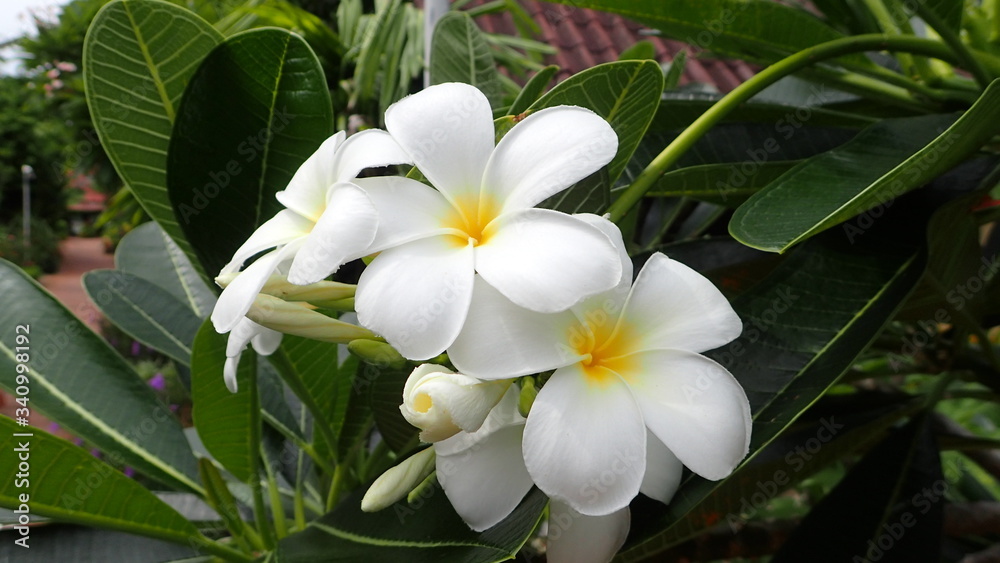 Fototapeta premium white frangipani flowers
