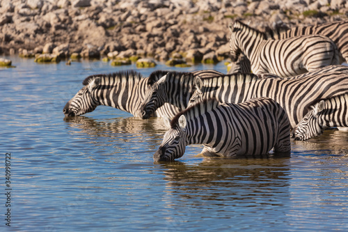 Zebra Herd at Desert Waterhole 