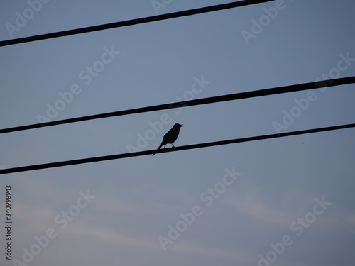 bird on a wire © Kelly