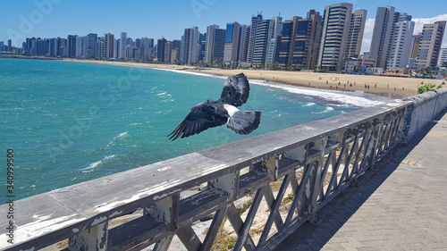 Bird flying with open wings with the amazing view in the background of Iracema Beach ( Praia de Iracema). Location: Fortaleza City, CE, Brazil. photo