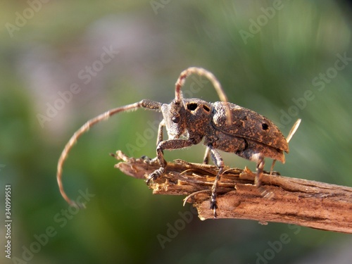 beetle with horns on a tree branch
