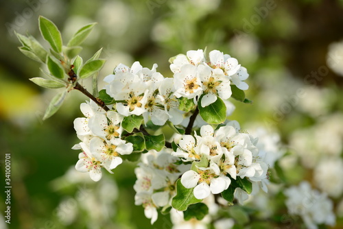 Blüten eines Apfelbaums im Frühjahr