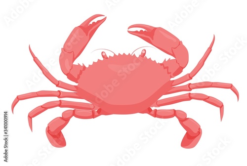 Cartoon red crab isolated on white background. Colorful sea creature vector graphic illustration. Water animal with claws. Aquatic crustacean character