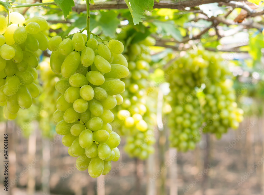 Green grapes hanging from the tree in the garden.