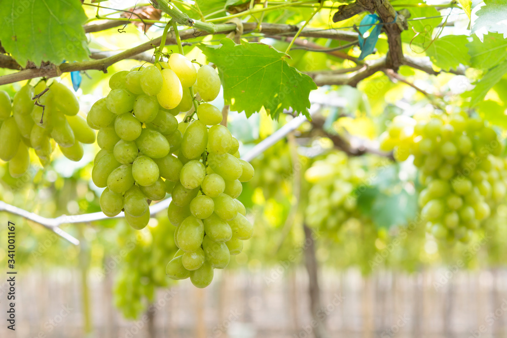 Green grapes hanging from the tree in the garden.