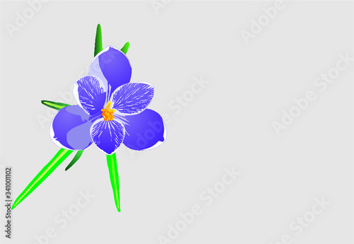 Krokus