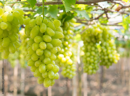 Obraz na płótnie Green grapes hanging from the tree in the garden. w salonie