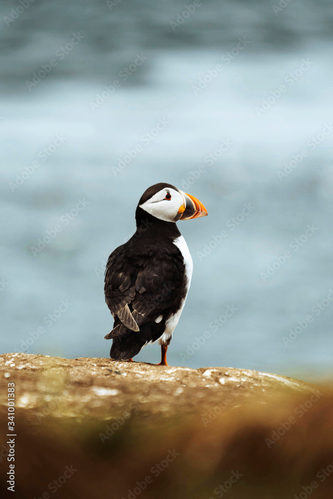 Fototapeta premium Puffin bird