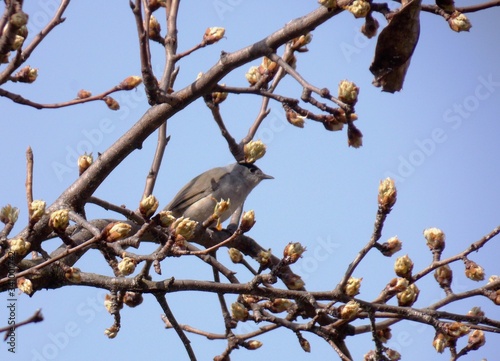 a small bird on a spring tree