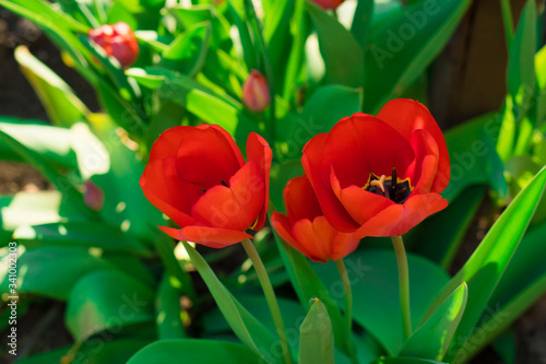 Blooming buds of red tulips in the spring season