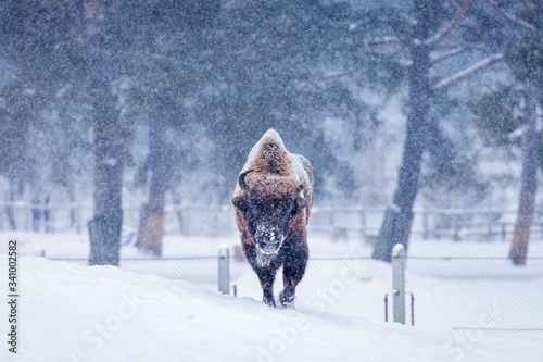 Fényképezés Bison or Aurochs in winter season in there habitat