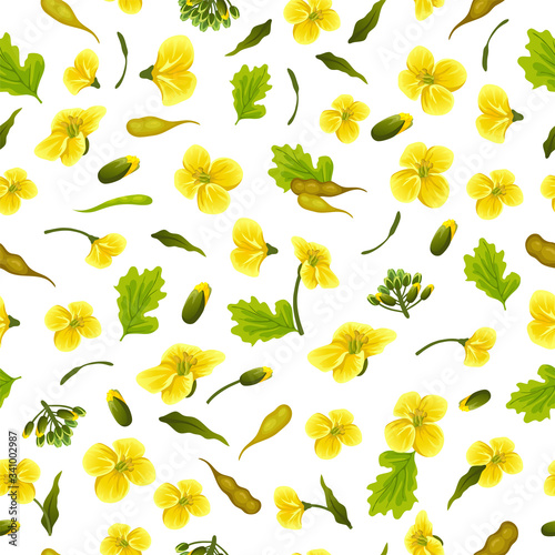 Pattern rape flowers and leaves, canola. Brassica napus. Seamless vector background.