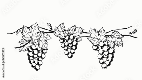 UVA GRAPES WINE RED VINTAGE VINEYARDS GRAPPOLO VITE VIGNA	