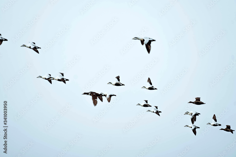 Birds in the sky Birds in the sky